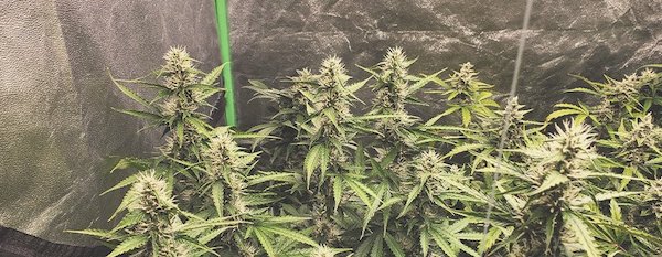 Aitoflower semená konopy